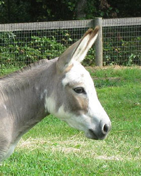 Critter Haven Farm Miniature Donkeys